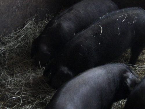 2012-12-24 2012-12-24 092 014 (500x375)