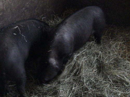 2012-12-24 2012-12-24 092 015 (500x375)