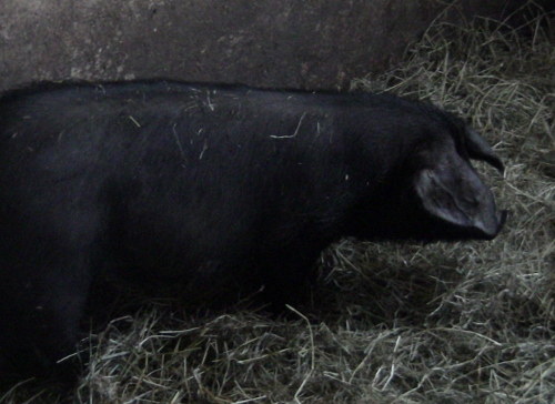 2012-12-24 2012-12-24 092 017 (500x364)