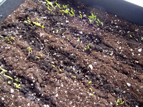 2012-12-24 2012-12-24 101 001 (500x375)