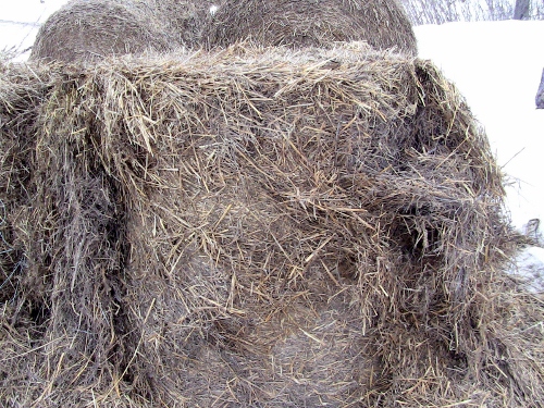 2012-12-24 2012-12-24 101 002 (500x375)