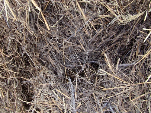 2012-12-24 2012-12-24 101 003 (500x375)