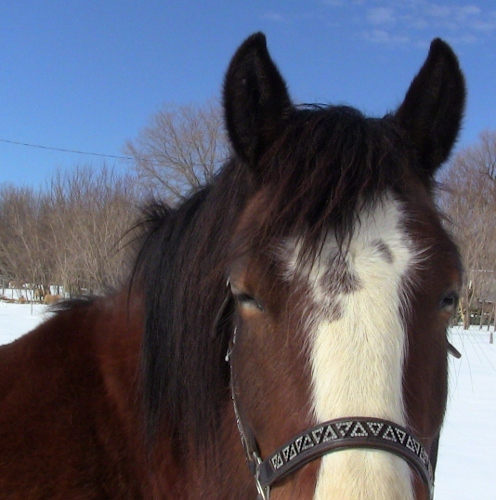 2012-12-24 2012-12-24 104 003 (496x500)