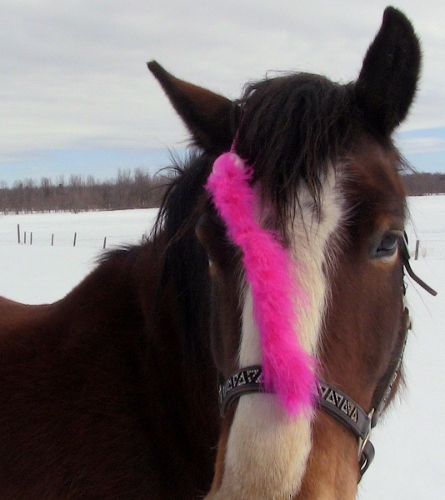 2012-12-24 2012-12-24 104 005 (445x500)