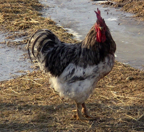 2013-03-31 2013-03-31 001 001 (500x459)