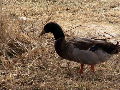 2013-03-31 2013-03-31 002 002 (500x375)