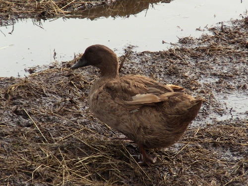 2013-03-31 2013-03-31 002 005 (500x375)