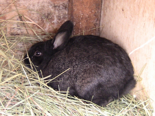 2013-03-31 2013-03-31 002 006 (500x375)