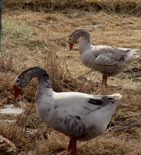 2013-03-31 2013-03-31 002 008 (455x500)