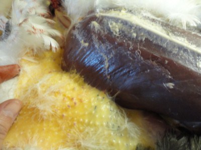 duck breast with fat under the skin