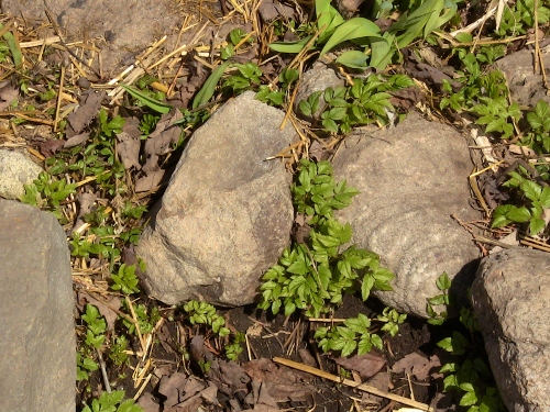 2012-12-24 006 (500x375)