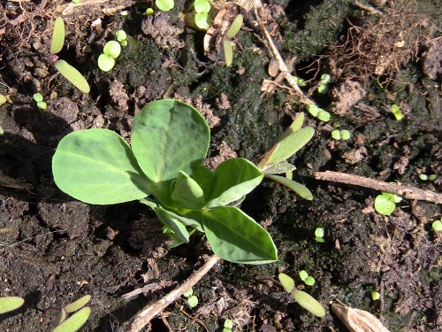 2012-12-24 007 (500x375)