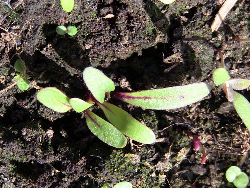 2012-12-24 008 (500x375)