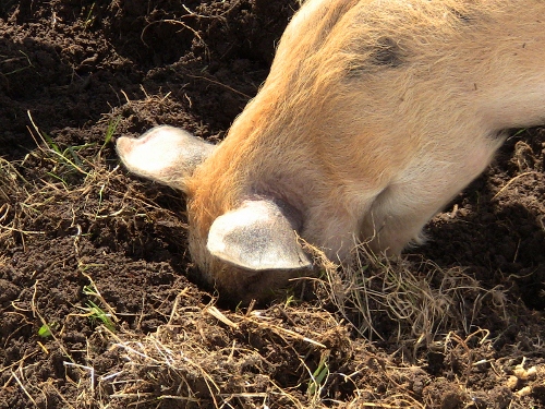 2012-12-24 011 (500x375)