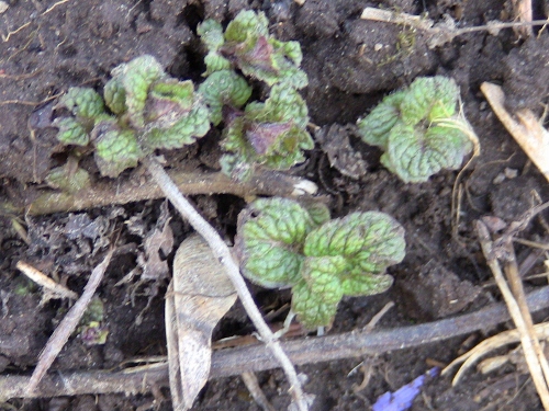 2012-12-24 014 (500x375)