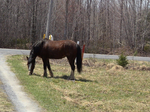 2012-12-24 049 (500x375)