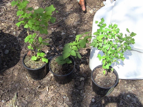 2012-12-24 050 (500x375)