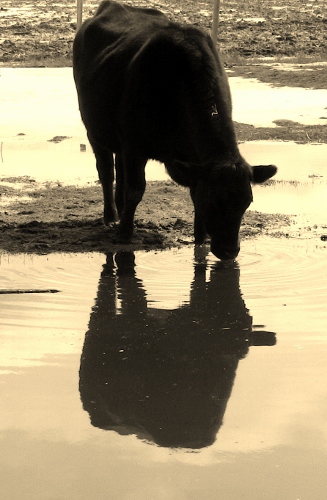 2012-12-24 2012-12-24 114 002 (327x500)