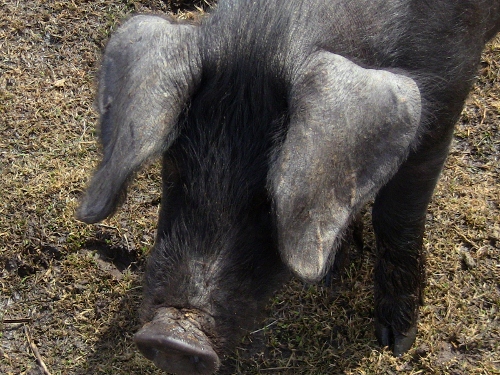 2012-12-24 2012-12-24 114 006 (500x375)