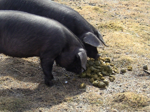 2012-12-24 2012-12-24 114 008 (500x375)