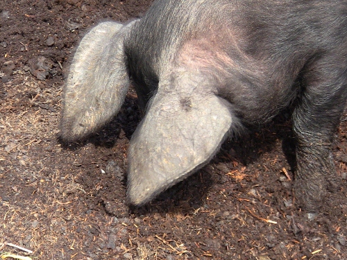 2012-12-24 2012-12-24 114 010 (500x375)