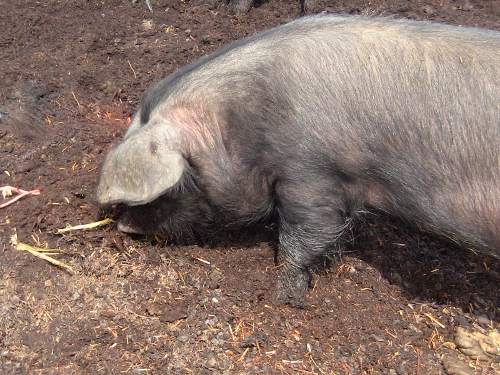 2012-12-24 2012-12-24 114 012 (500x375)