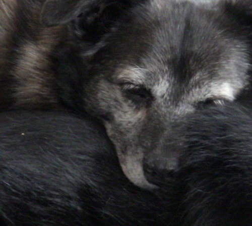 2012-12-24 2012-12-24 117 002 (500x448)