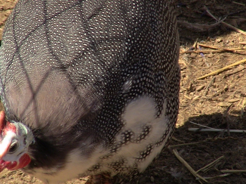 2012-12-24 2012-12-24 123 007 (500x375)