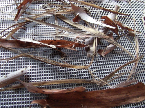 2012-12-24 2012-12-24 129 001 (500x375)