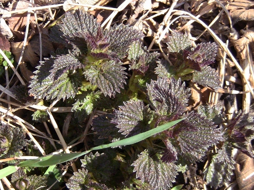 2012-12-24 2012-12-24 135 001 (500x375)