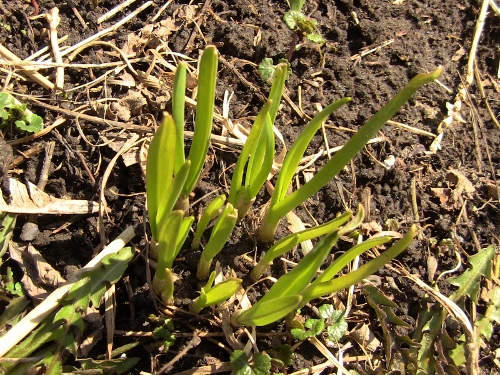 2012-12-24 2012-12-24 135 002 (500x375)