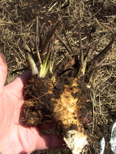 2012-12-24 2012-12-24 135 004 (375x500)