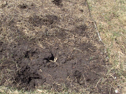 2012-12-24 2012-12-24 136 001 (500x375)