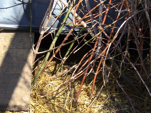 2012-12-24 2012-12-24 136 003 (500x375)