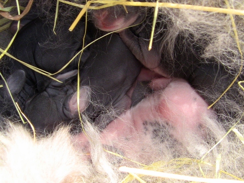 2012-12-24 069 (500x375)