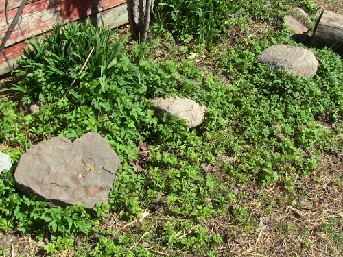 2012-12-24 073 (500x375)