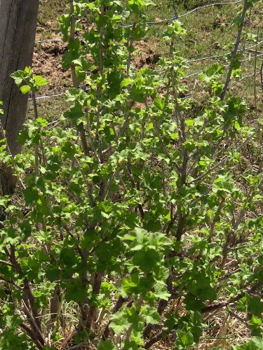 2012-12-24 079 (375x500)