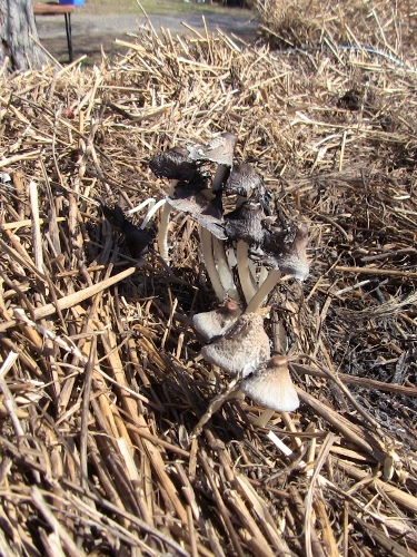 2012-12-24 081 (375x500)