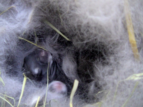 2012-12-24 084 (500x375)