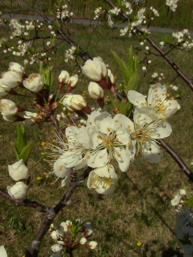 2012-12-24 096 (375x500)