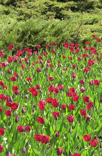 2012-12-24 115 (329x500)