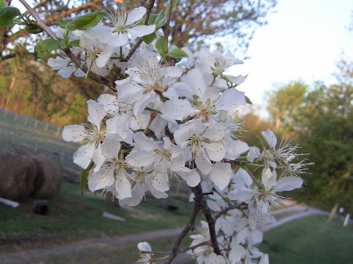 2012-12-24 120 (500x375)