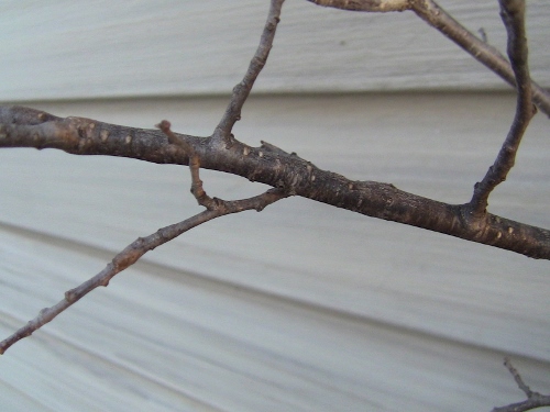 2012-12-24 122 (500x375)