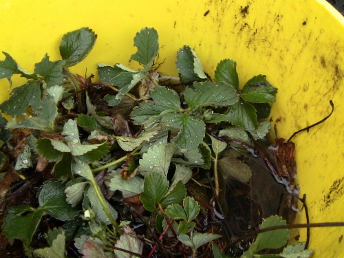 2012-12-24 138 (500x375)