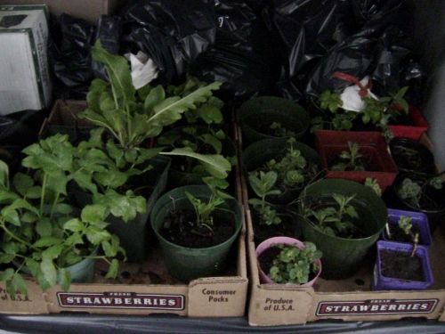 2012-12-24 139 (500x375)