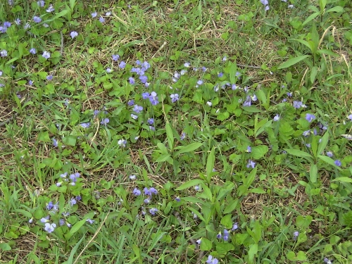 2012-12-24 149 (500x375)