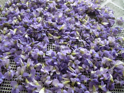 2012-12-24 163 (500x375)