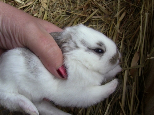 2012-12-24 172 (500x375)