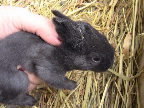 2012-12-24 173 (500x375)