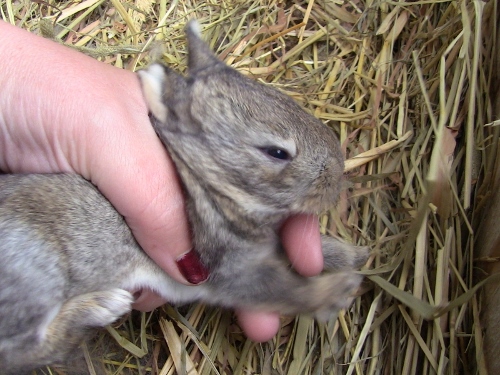 2012-12-24 174 (500x375)